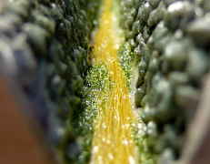 ����ο���