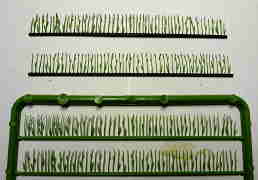 BUSCH�ҤΡ������ץѡ���